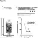Fig. 34 - PEPTIDE-BASED VACCINES, METHODS OF MANUFACTURING, AND USES THEREOF FOR INDUCING AN IMMUNE RESPONSE