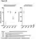 Fig. 51 - PEPTIDE-BASED VACCINES, METHODS OF MANUFACTURING, AND USES THEREOF FOR INDUCING AN IMMUNE RESPONSE