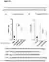 Fig. 60 - PEPTIDE-BASED VACCINES, METHODS OF MANUFACTURING, AND USES THEREOF FOR INDUCING AN IMMUNE RESPONSE