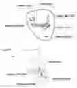Fig. 01 - Antibodies useful in passive influenza immunization, and compositions, combinations and methods for use thereof