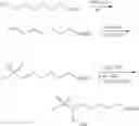 Fig. 34 - Hydrogels with biodegradable crosslinking