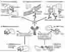 Fig. 01 - METHODS AND COMPOSITION FOR INHIBITING TUMOR GROWTH AND ENHANCING IMMUNE RESPONSES TO TUMORS