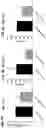 Fig. 04 - Factor IX encoding nucleotides