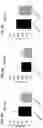 Fig. 07 - Factor IX encoding nucleotides