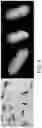 Fig. 09 - Virus-enabled targeted vector for imaging