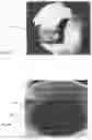Fig. 12 - Infused demineralized bone fibers