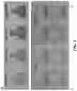 Fig. 13 - POLYPEPTIDE MONOLITHS