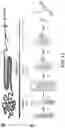 Fig. 16 - POLYPEPTIDE MONOLITHS