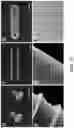 Fig. 19 - POLYPEPTIDE MONOLITHS