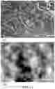 Fig. 28 - POLYPEPTIDE MONOLITHS
