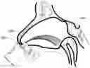 Fig. 01 - Nasal Delivery Device and Methods of Use