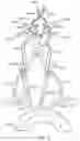 Fig. 11 - Systems and methods for treating a carotid artery