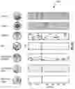 Fig. 01 - Machine learning based artifact rejection for transcranial magnetic stimulation electroencephalogram