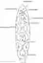 Fig. 01 - Objects and methods for building small muscle fibers and nerves using fluid disposed in the objects
