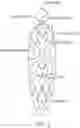 Fig. 02 - Objects and methods for building small muscle fibers and nerves using fluid disposed in the objects