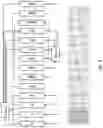 Fig. 04 - Multi-bed rapid cycle kinetic PSA