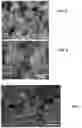 Fig. 04 - Controlled release of hydrogen from composite nanoparticles