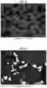 Fig. 11 - Hydrogenation and ethynylation catalysts