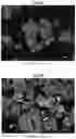 Fig. 17 - Hydrogenation and ethynylation catalysts