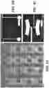 Fig. 08 - DEVICE, SYSTEM AND METHODS FOR ELECTROPHYSIOLOGICAL INTERROGATION OF CELLS AND TISSUES