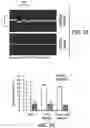 Fig. 11 - DEVICE, SYSTEM AND METHODS FOR ELECTROPHYSIOLOGICAL INTERROGATION OF CELLS AND TISSUES