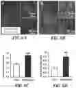 Fig. 13 - DEVICE, SYSTEM AND METHODS FOR ELECTROPHYSIOLOGICAL INTERROGATION OF CELLS AND TISSUES