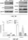 Fig. 14 - DEVICE, SYSTEM AND METHODS FOR ELECTROPHYSIOLOGICAL INTERROGATION OF CELLS AND TISSUES