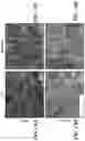 Fig. 26 - DEVICE, SYSTEM AND METHODS FOR ELECTROPHYSIOLOGICAL INTERROGATION OF CELLS AND TISSUES