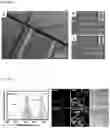 Fig. 02 - OPTOFLUIDIC DEVICE AND METHOD FOR DETECTING CIRCULATING TUMOUR CELLS