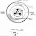 Fig. 04 - Nuffle