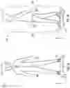Fig. 02 - Synchronized robot orientation