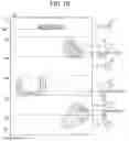 Fig. 11 - Image processing device generating print data using profile corresponding to printing direction