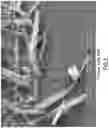Fig. 03 - Elastomeric materials for components of tyres and tyres comprising modified silicate fibres