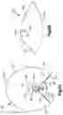 Fig. 16 - Airbag with conical portion