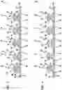 Fig. 04 - Recloseable zipper closure arrangement, recloseable pouches, and methods