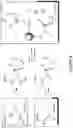 Fig. 09 - Tunable nitric oxide-releasing macromolecules having multiple nitric oxide donor structures