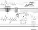 Fig. 01 - Methods and compositions relating to genotoxin colibactin
