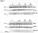 Fig. 08 - Potent gamma-secretase modulators
