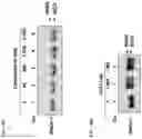 Fig. 12 - Potent gamma-secretase modulators