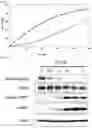 Fig. 03 - FURANONE DERIVATES AND METHODS OF USE THEREOF
