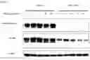 Fig. 05 - FURANONE DERIVATES AND METHODS OF USE THEREOF