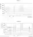 Fig. 13 - Solid forms of substituted benzoxaborole and compositions thereof