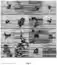 Fig. 06 - COMPOUNDS HAVING TRIPLE ACTIVITIES OF THROMBOLYSIS, ANTITHROMBOTIC AND RADICAL SCAVENGING