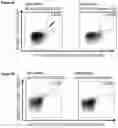 Fig. 24 - Peptides, combination of peptides, and cell based medicaments for use in immunotherapy against urinary bladder cancer and other cancers