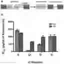 Fig. 01 - Split inteins with exceptional splicing activity