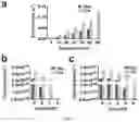 Fig. 03 - Split inteins with exceptional splicing activity