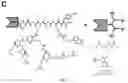 Fig. 05 - Split inteins with exceptional splicing activity