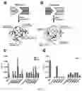 Fig. 07 - Split inteins with exceptional splicing activity