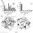Fig. 08 - Split inteins with exceptional splicing activity