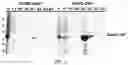 Fig. 12 - Split inteins with exceptional splicing activity